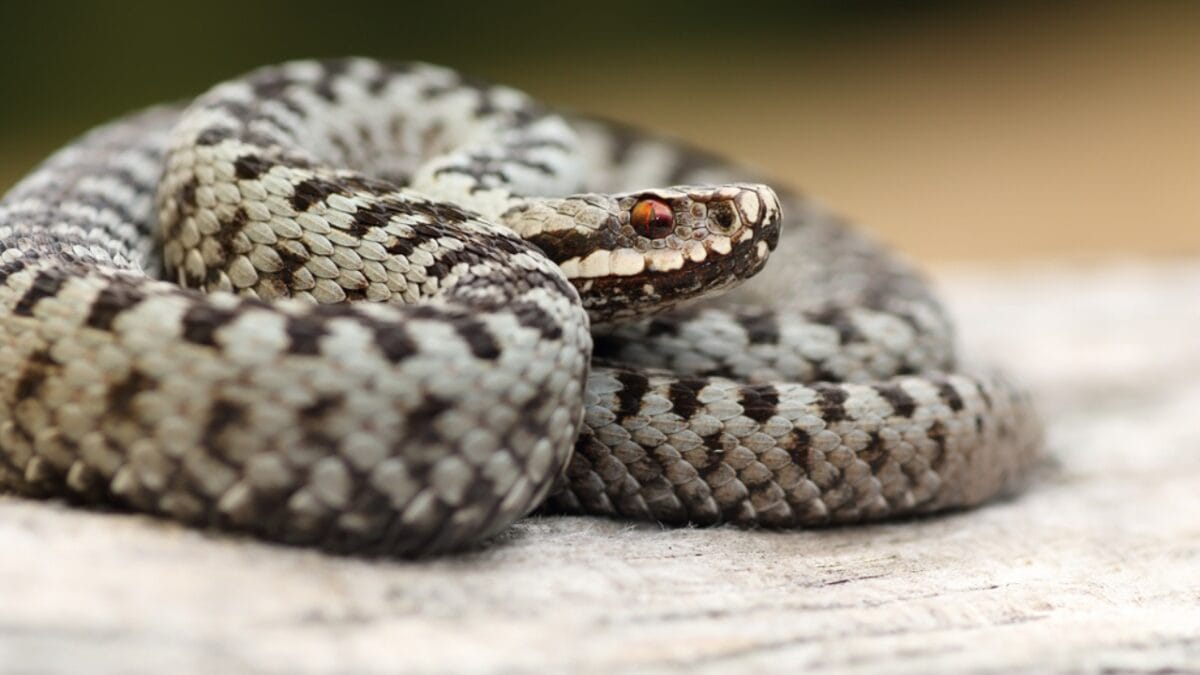 30 Rattlesnake Species from Around the Globe: Majority in U.S. - mottled rock rattlesnake dp151632350