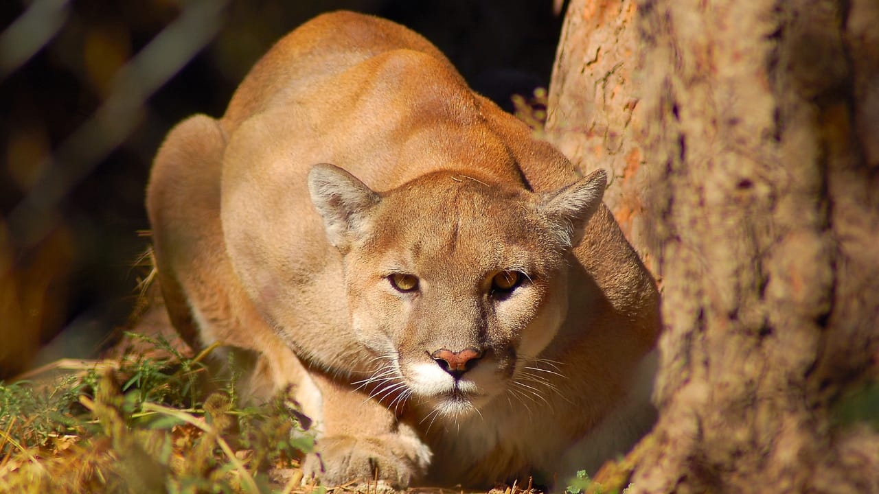 14 States Where Mountain Lions Prowl - mountain lion crouching ss1574651917