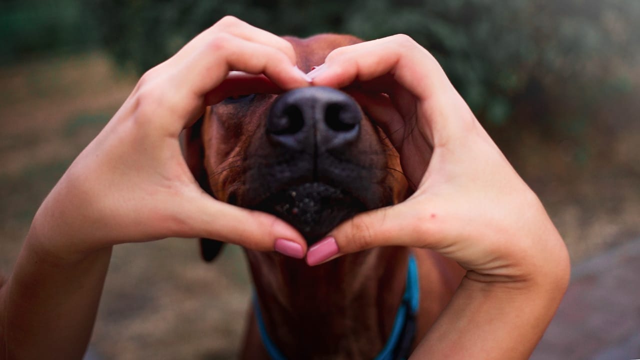 Purebreds vs. Mutts: 27,000 Dog Study Aims to End the Debate - mutt dog heart hand dp253604824