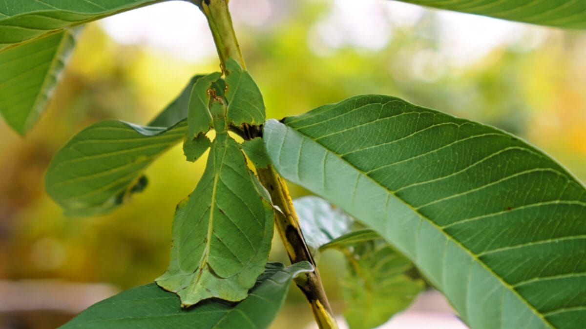 15 Bizarre Plants That Look Like They Belong in a Zoo - mysteries of plant ss1890837487