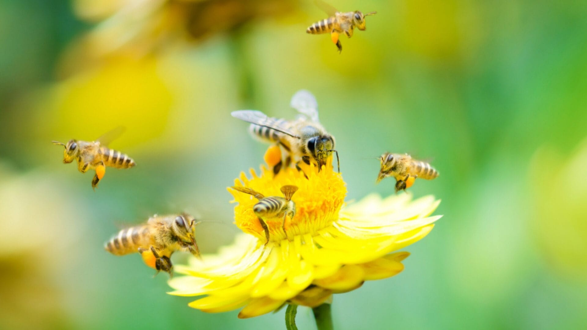 Bee-Friendly Blooms: 12 Flowers That Attract Bees All Season Long - nectar with bee ss130229867