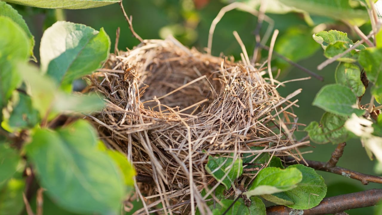 Hummingbird Nests are Tiny & Hidden—Here’s How to Find Them