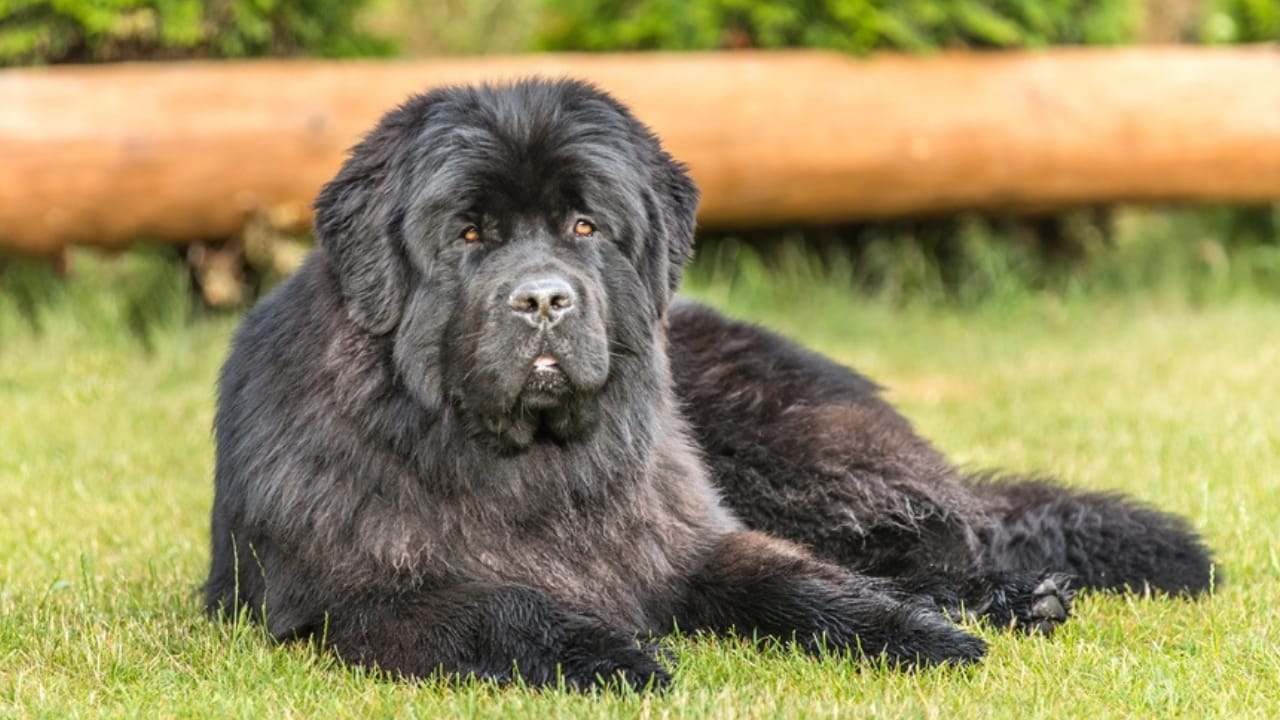 26 Dog Breeds Who Believe Aggression Is Simply Overrated - newfoundland dog laying ss2176462369