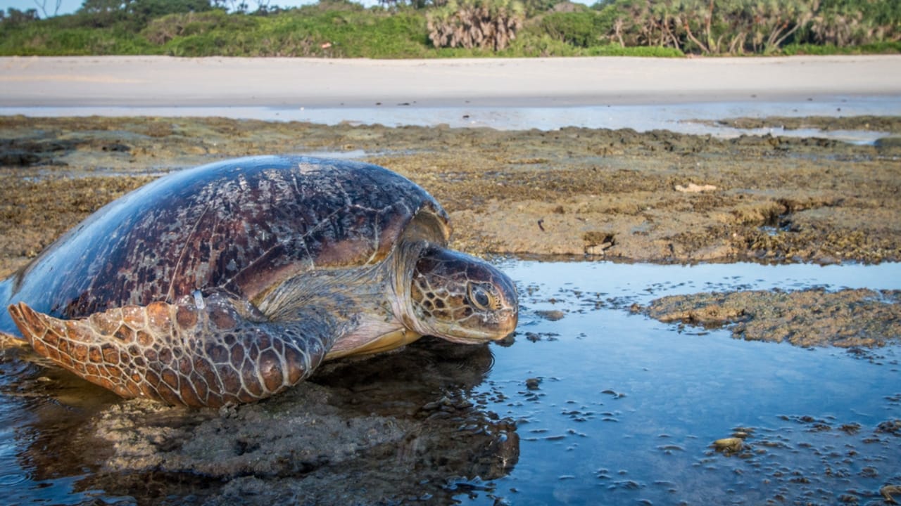 North Turtle 12 U.S. States Where Turtles Make Their Nests