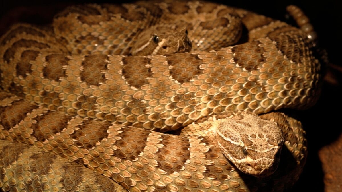 30 Rattlesnake Species from Around the Globe: Majority in U.S. - northwestern neotropical rattlesnake dp254038640