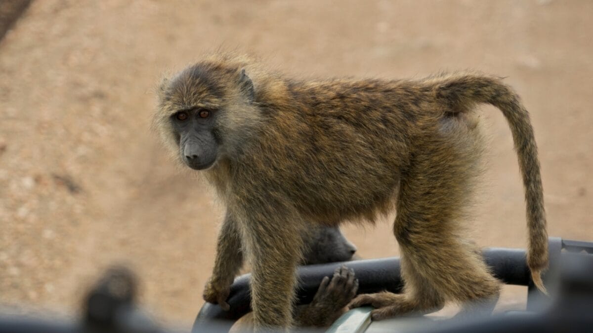 The 10 Largest Monkeys in the World - olive baboon monkey ss2459722179