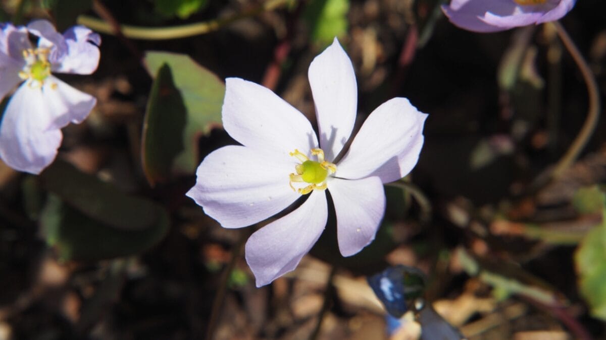 5 Reasons Why You Should Plant Twinleaf in Your Garden - open twin leaf ss1090050764