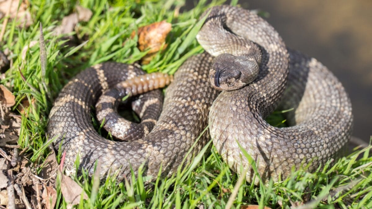 30 Rattlesnake Species from Around the Globe: Majority in U.S. - pacific rattlesnake dp103737382