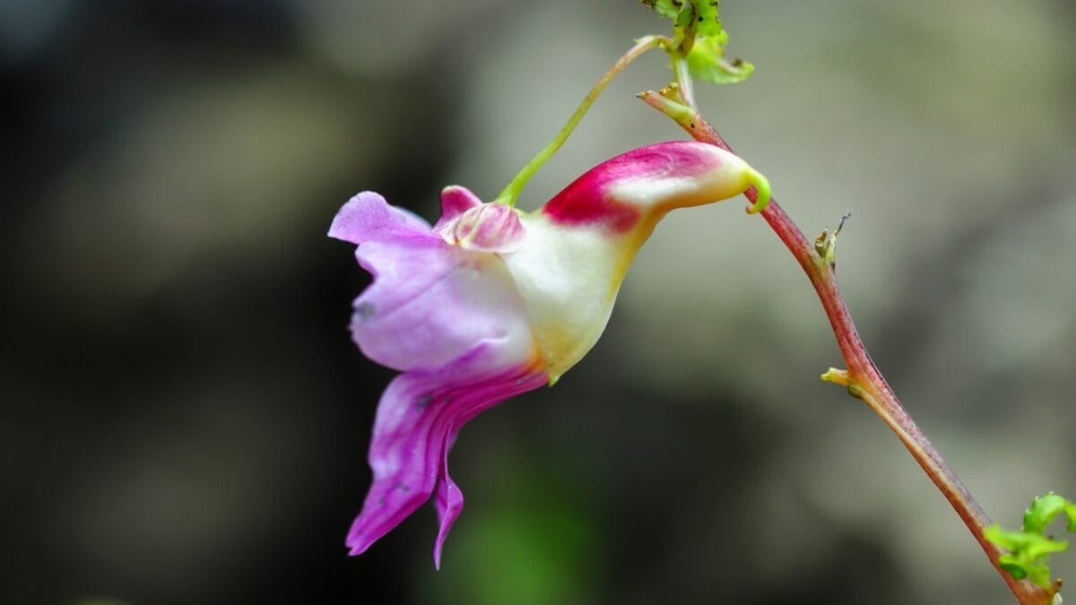 15 Bizarre Plants That Look Like They Belong in a Zoo - parrot flower ss221802004