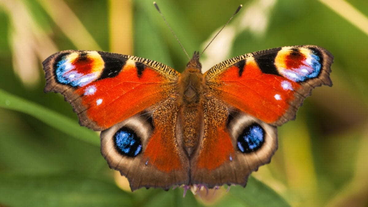 15 of the World's Most Enchanting & Vibrant Butterflies - pea cock butterfly dp30408837