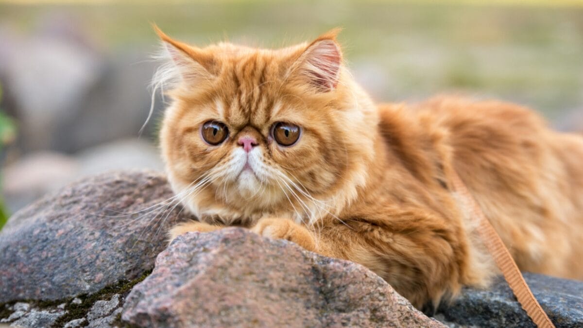 16 of The Most Eye-Catching Brown Cat Breeds - persian cat ss2016269075