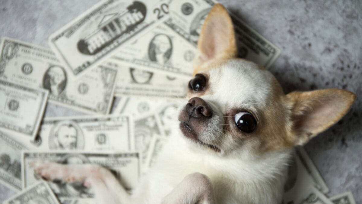 13 Reasons Why You Wouldn't Want a Chihuahua as a Pet - pet cost chihuahua ss1484992166