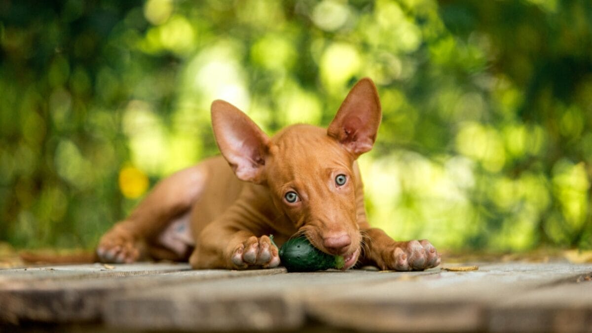 The Blushing Dog: 10 Facts Every Dog Lover Should Know About Pharaoh Hounds - pharaoh hound dog eating ss1018915885
