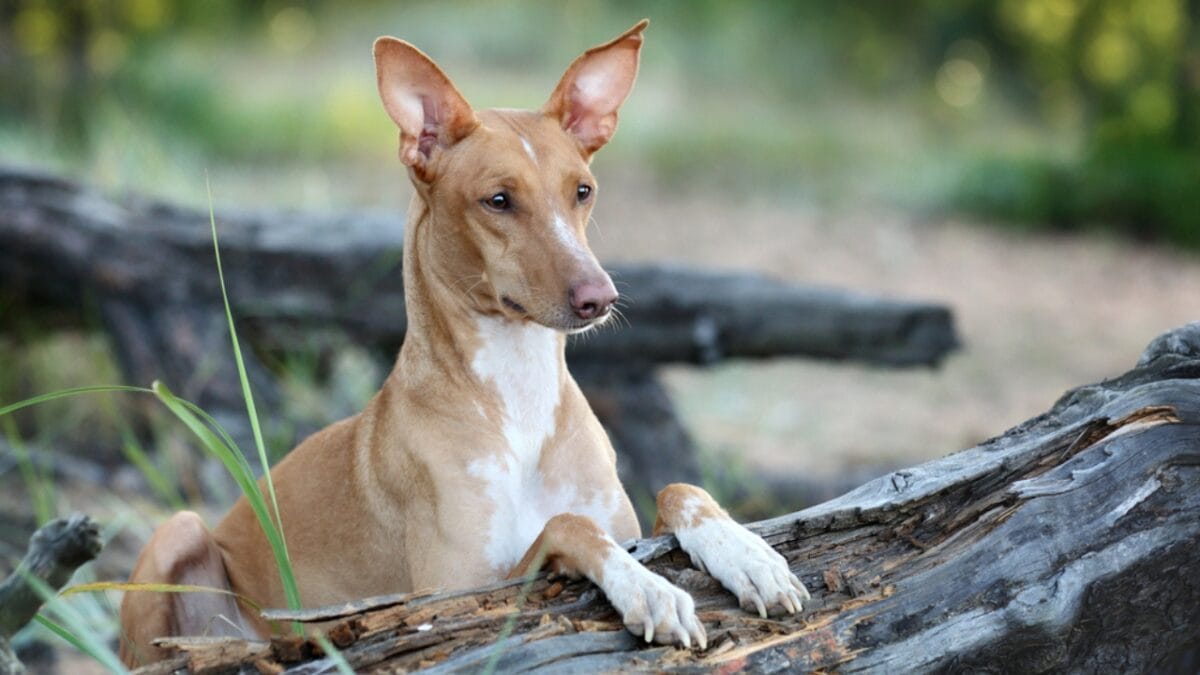 The Blushing Dog: 10 Facts Every Dog Lover Should Know About Pharaoh Hounds - pharaoh hound dog on tree branch ss308972891