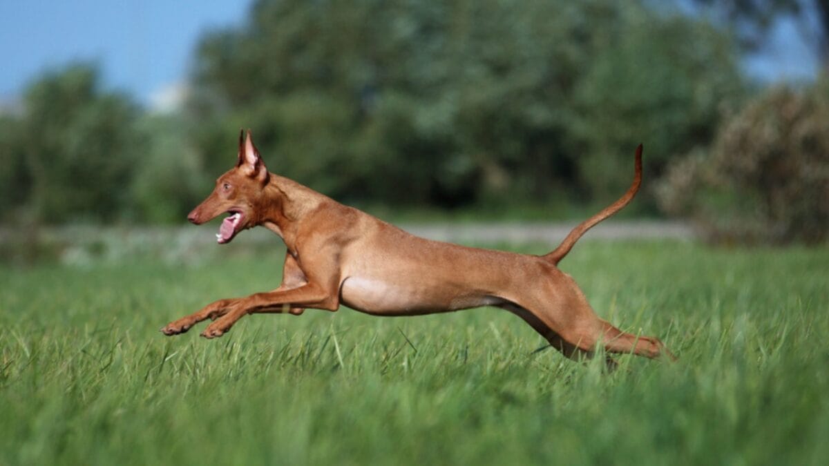 The Blushing Dog: 10 Facts Every Dog Lover Should Know About Pharaoh Hounds - pharaoh hound dog running ss1399941158