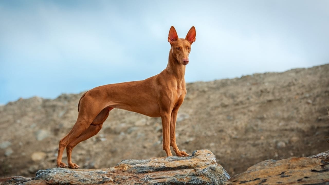 The Blushing Dog: 10 Facts Every Dog Lover Should Know About Pharaoh Hounds - pharaoh hound dog standing rock ss2321809945