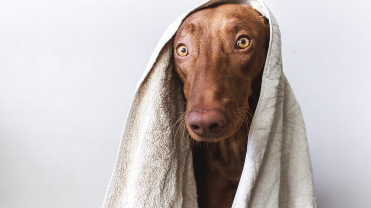 The Blushing Dog: 10 Facts Every Dog Lover Should Know About Pharaoh Hounds - pharaoh hound dog with towel ss1650758425