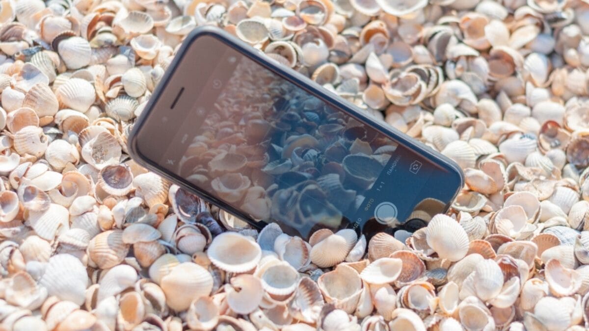 6 Reasons Why People Shouldn't Take Seashells From the Beach - phone in seashell dp217686678