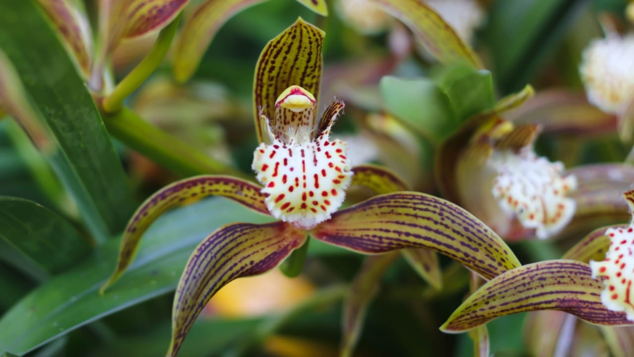 15 Bizarre Plants That Look Like They Belong in a Zoo - plants look like animal ss1236198040