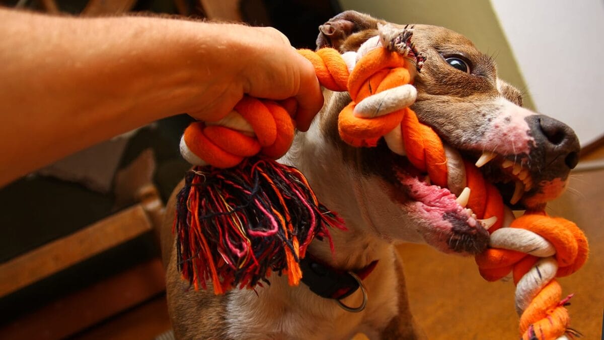 Choosing the Best & Safest Dog Toys for Your Furry Friend - playing dog ss585611405