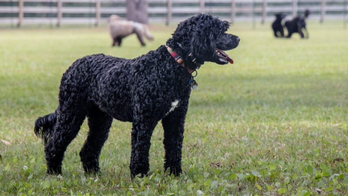 18 Most Pampered & High-Maintenance Dog Breeds - portuguese water dog dp251886573