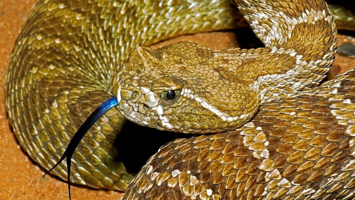 30 Rattlesnake Species from Around the Globe: Majority in U.S. - prairie rattlesnake dp31759293