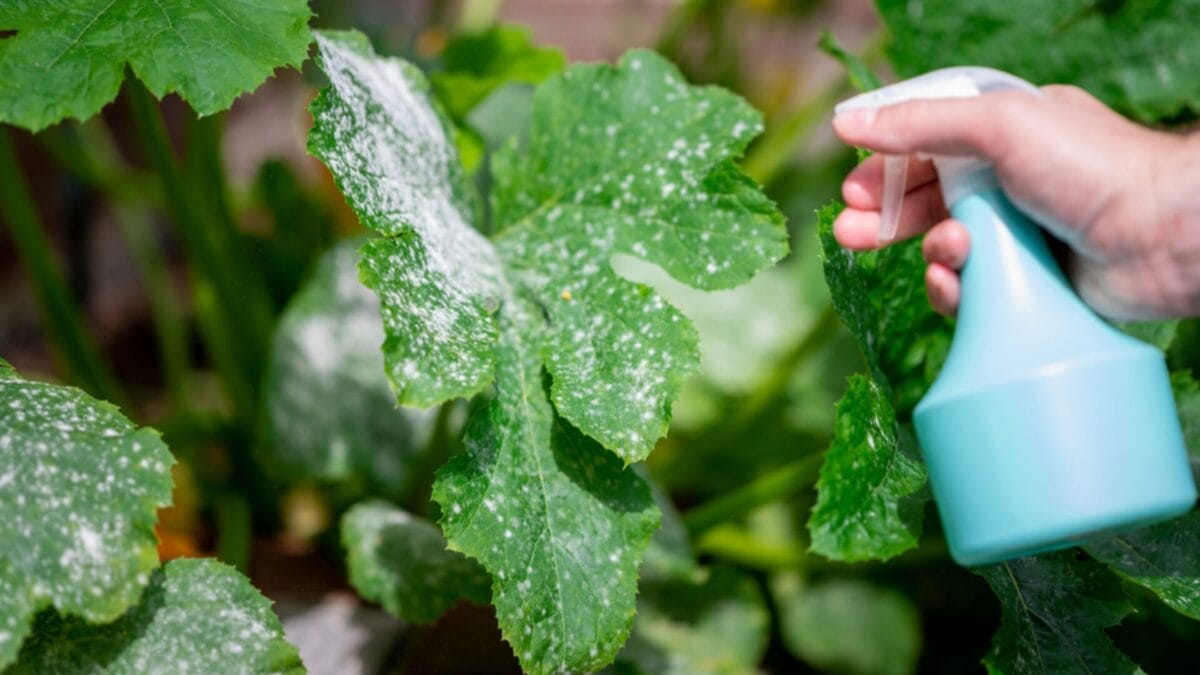 Why Irish Spring Soap? 10 Reasons Gardeners Swear By It - prevent plant disease ss1788459266