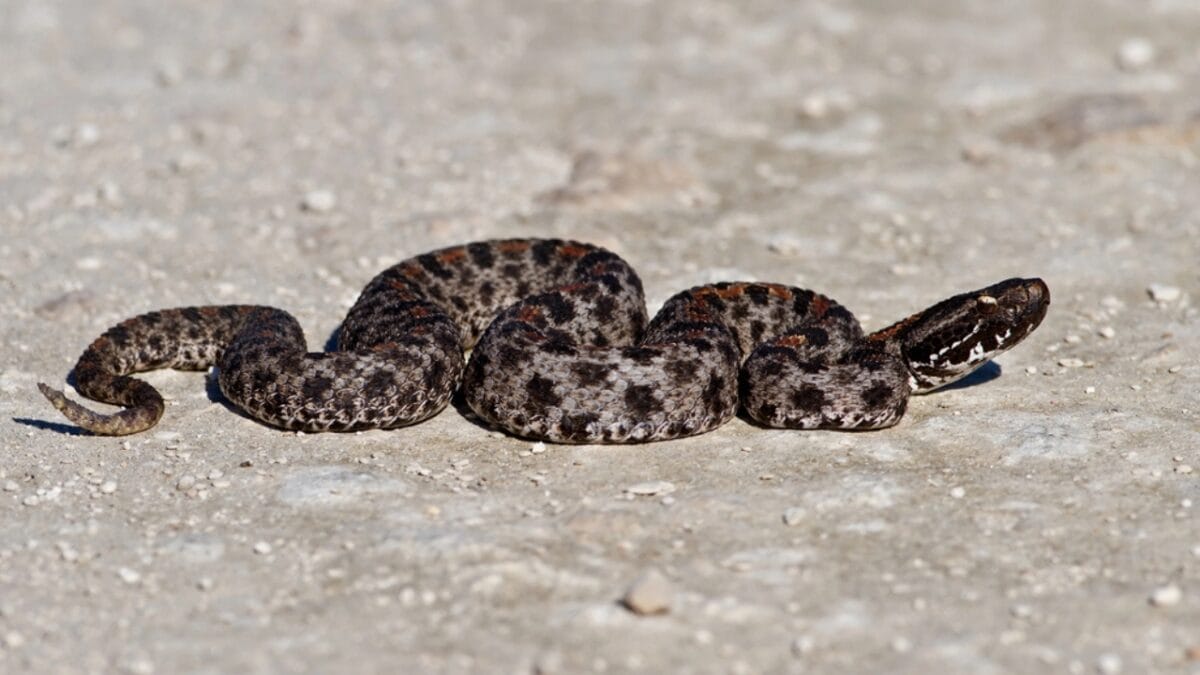 30 Rattlesnake Species from Around the Globe: Majority in U.S. - pygmy rattlesnake dp14056741