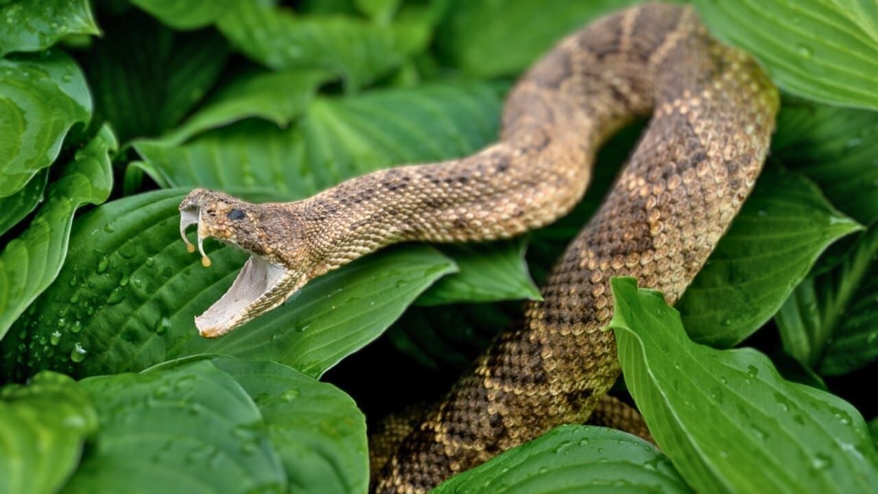 30 Rattlesnake Species from Around the Globe: Majority in U.S. - rattlesnake biting teeth 2 dp198566626