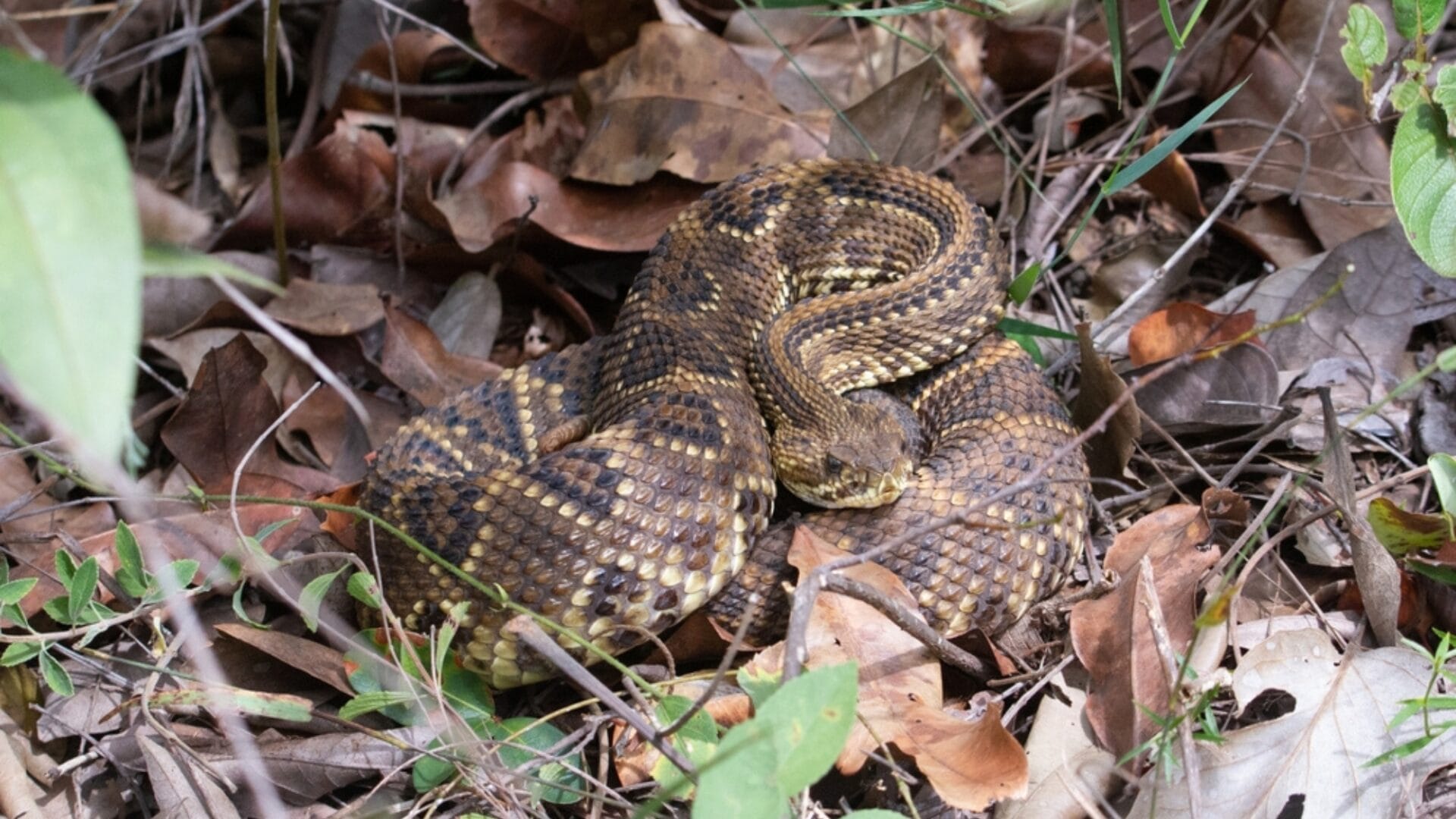 6 Facts About Rattlesnakes Most People Don't Know