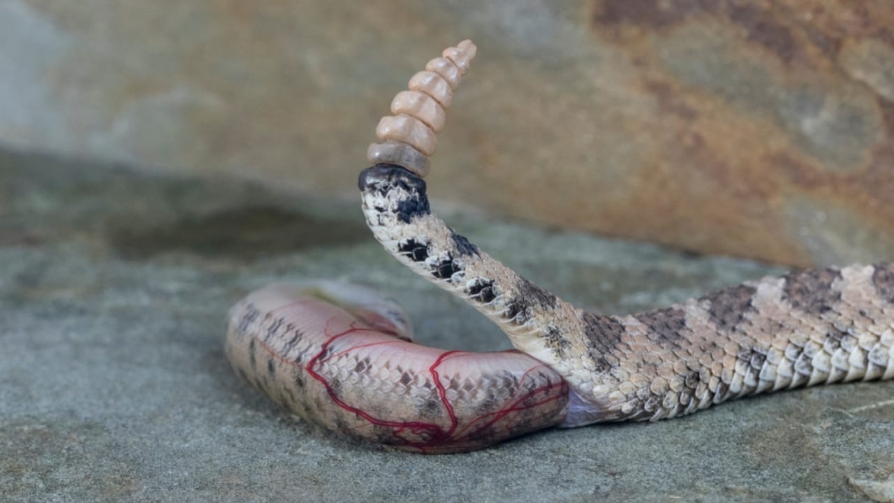 Rattlesnake 'Mega Den' Now Accessible Through Live 24/7 Webcam: 8 ...
