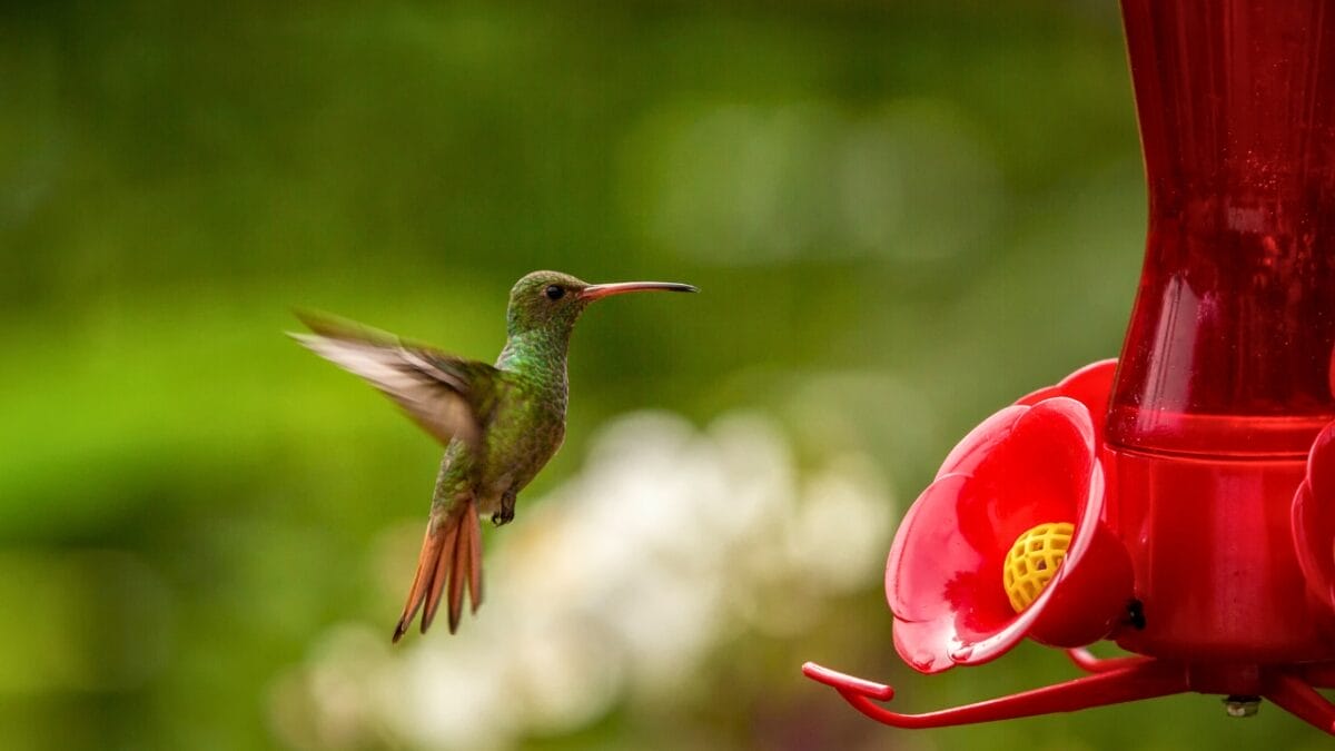 7 Perils of Feeding Red Nectar to Hummingbirds - red nectar for hummingbirds dp246677040