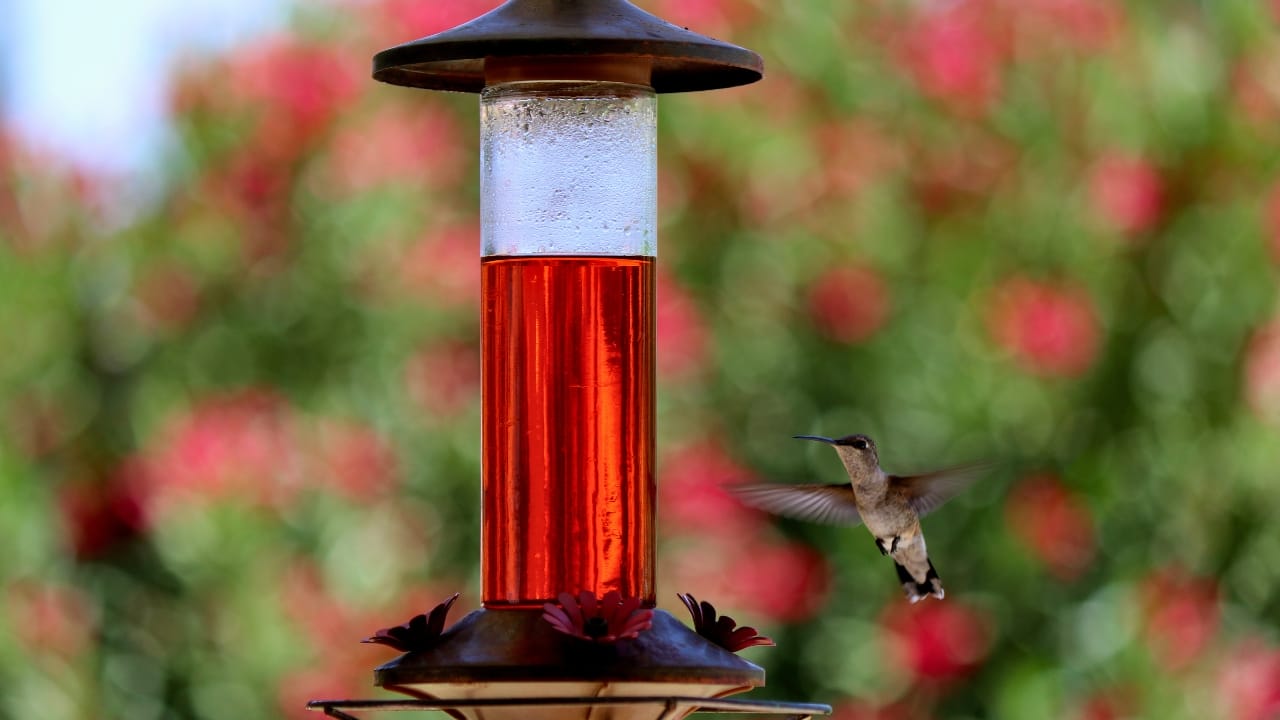 7 Perils of Feeding Red Nectar to Hummingbirds - red nectar for hummingbirds dp595695854