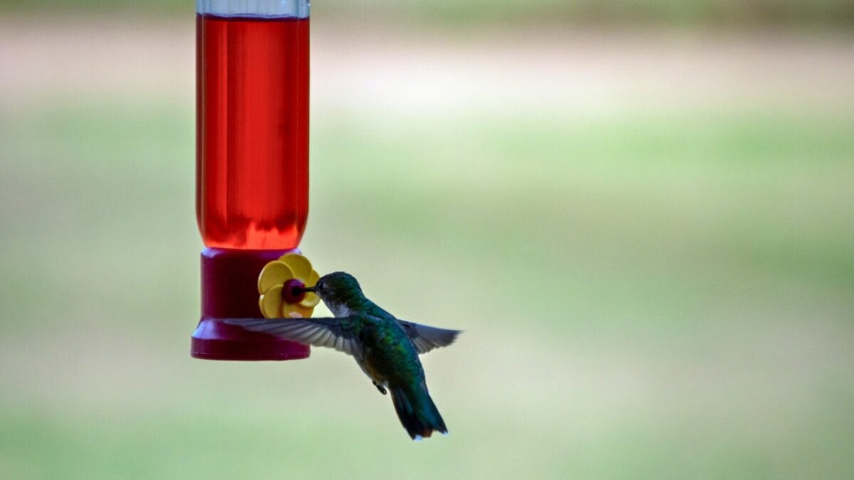 7 Perils of Feeding Red Nectar to Hummingbirds - red nectar for hummingbirds dp660591322