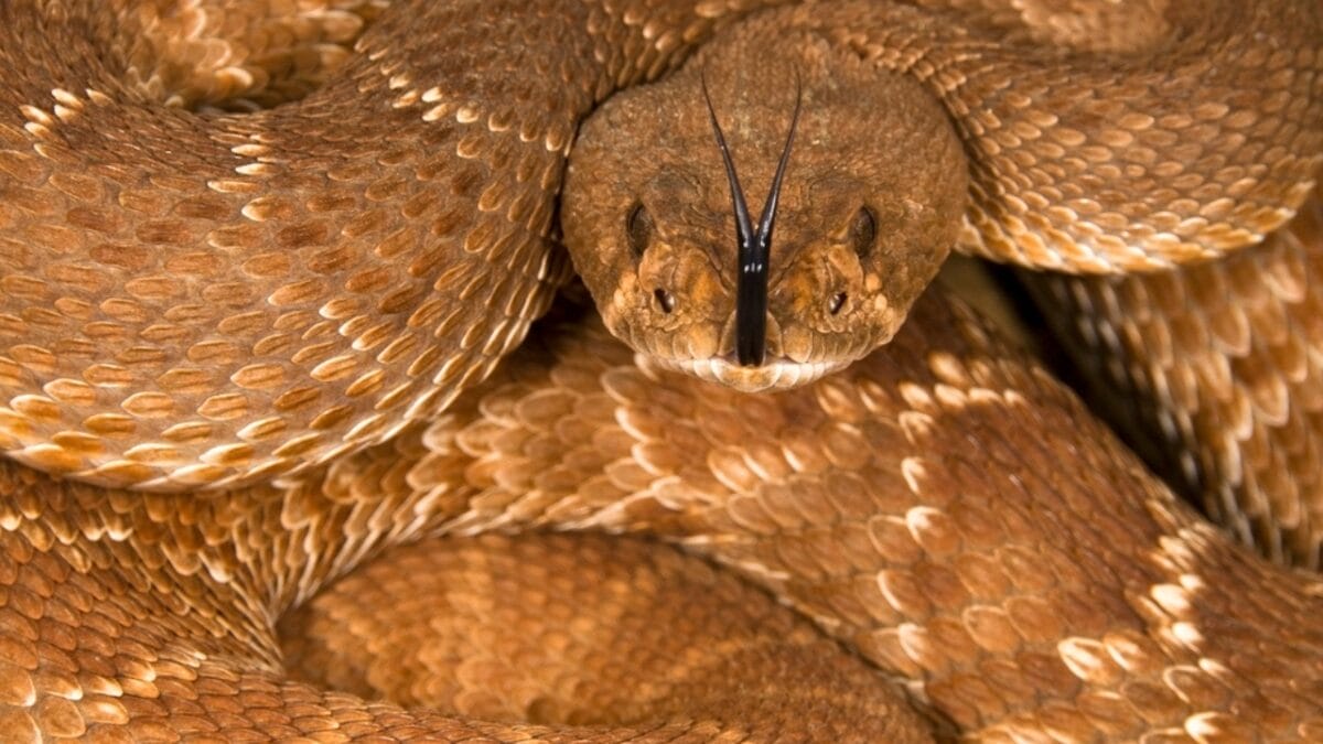 30 Rattlesnake Species from Around the Globe: Majority in U.S. - red diamond rattlesnake dp31793701