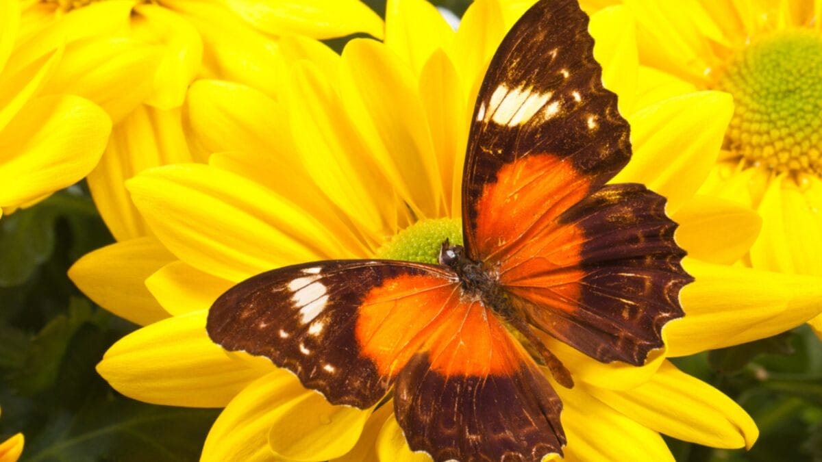 15 of the World's Most Enchanting & Vibrant Butterflies - red lacewing butterfly dp165947040