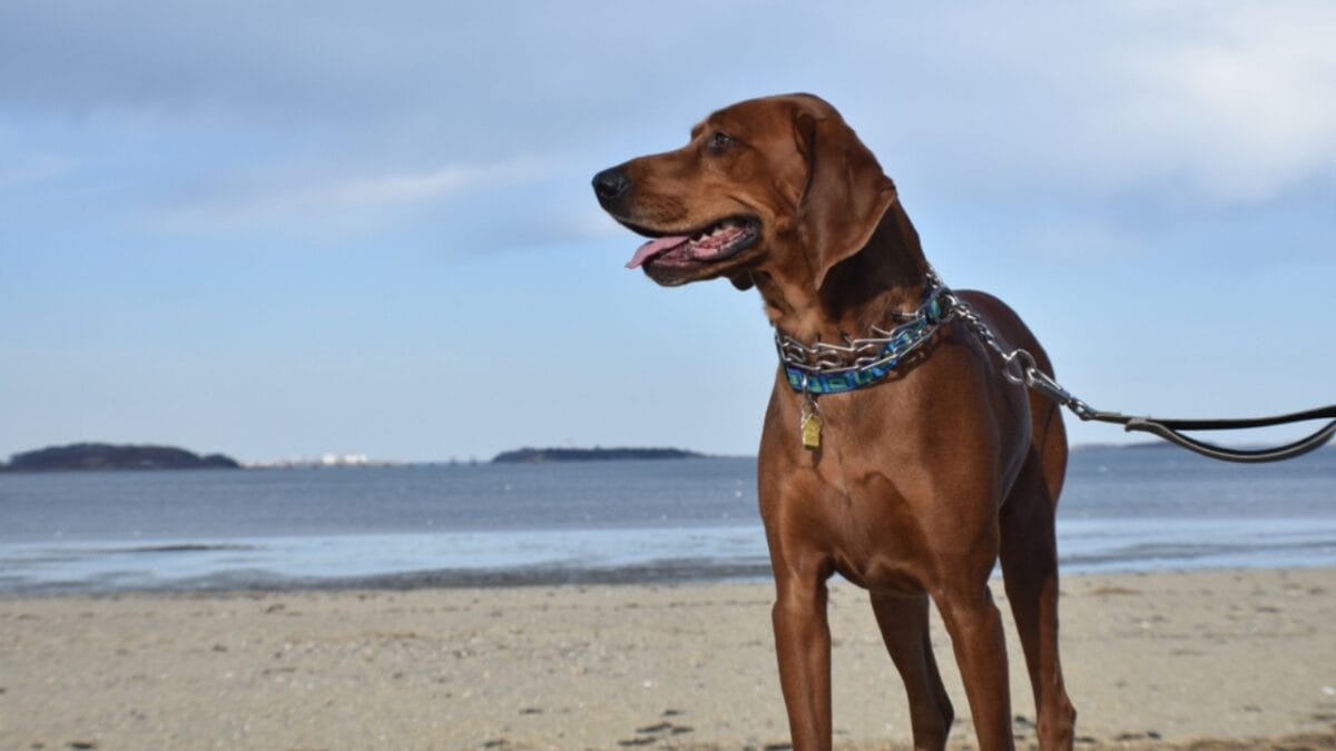 Meet the New Dog Breeds the AKC Has Recognized Since 2000 - redbone coonhound dog leash side beach ss1145668949
