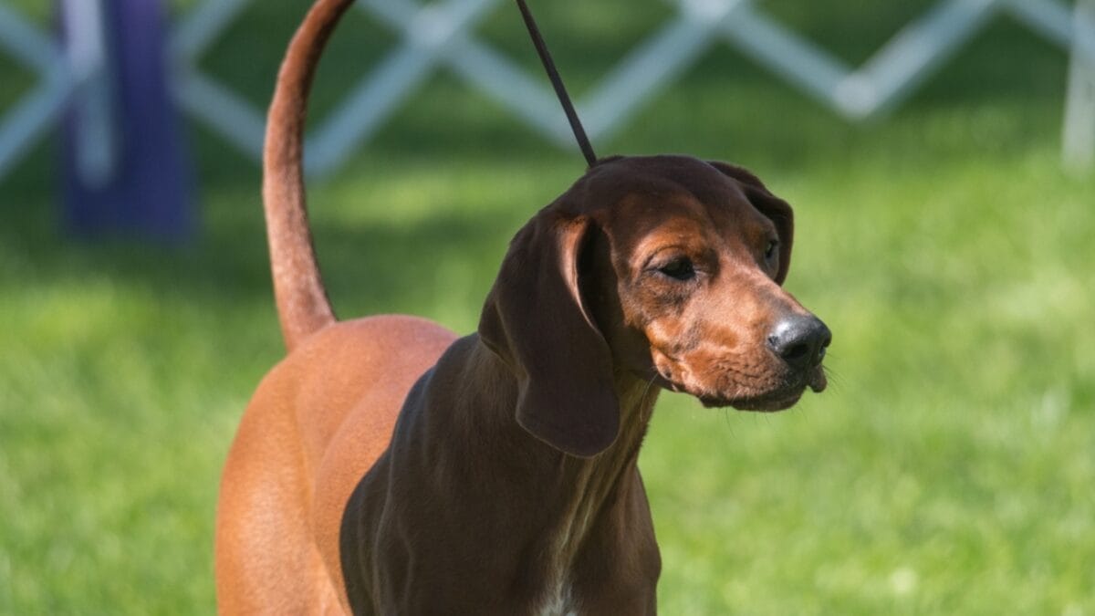 6 Tips for Socializing Your Redbone Coonhound (Great for Any Dog Breed) - redbone coonhound dog leash ss2287193595