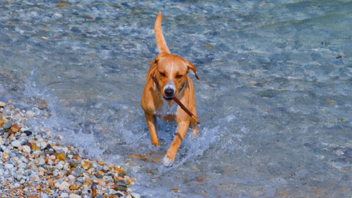 6 Tips for Socializing Your Redbone Coonhound (Great for Any Dog Breed) - redbone coonhound dog running water ss1618225366