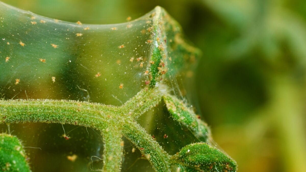 Why Irish Spring Soap? 10 Reasons Gardeners Swear By It - repel pests ss302053181