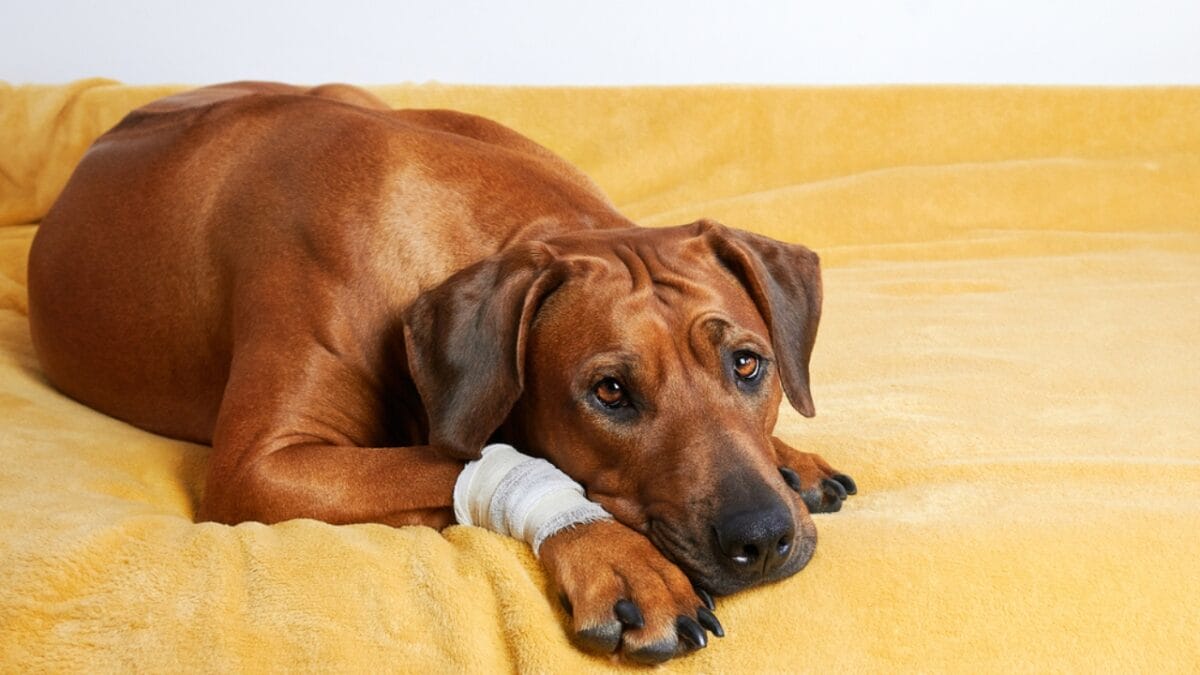 Is Your Rhodesian Ridgeback at Risk? 7 Health Issues to Watch For