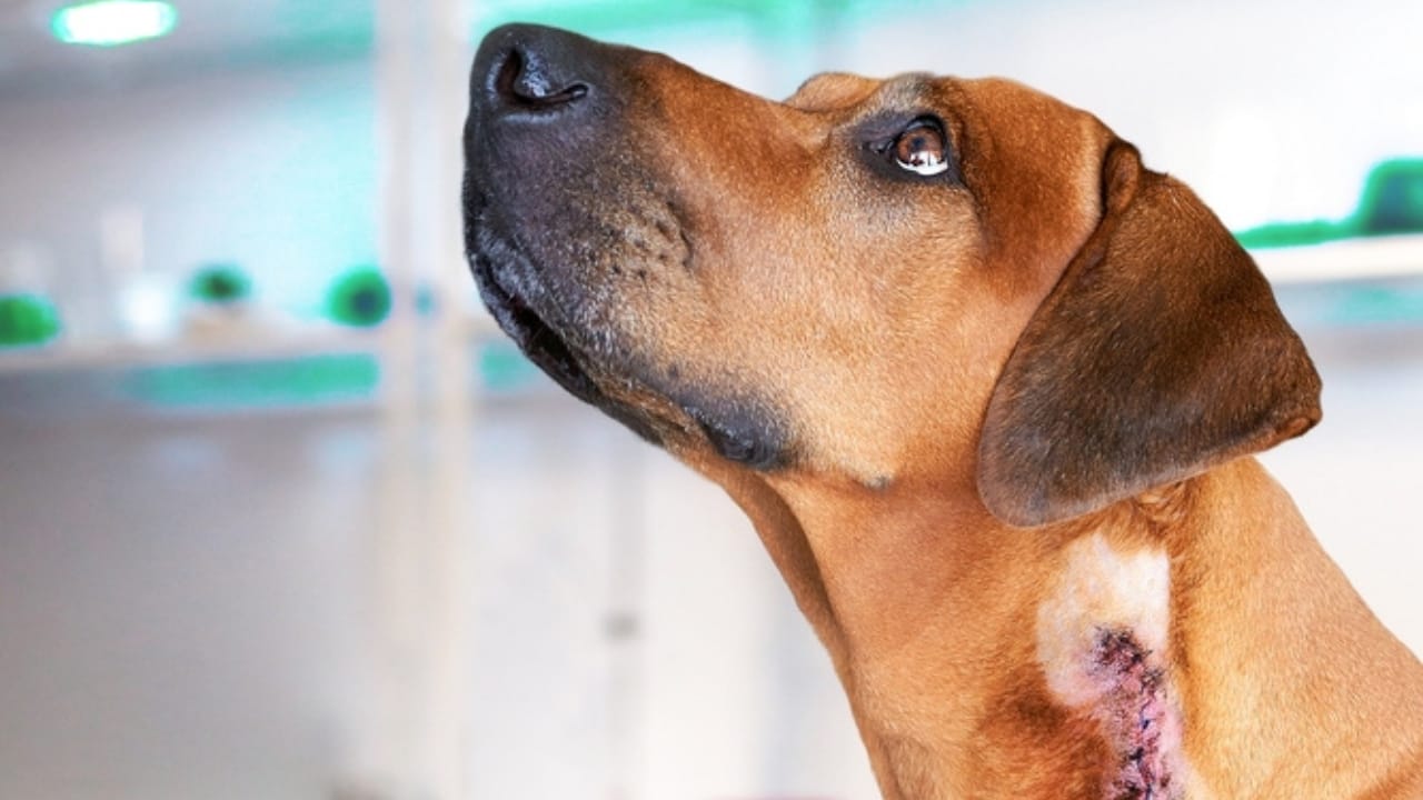 Is Your Rhodesian Ridgeback at Risk? 7 Health Issues to Watch For