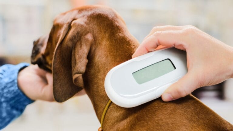 Is Your Rhodesian Ridgeback at Risk? 7 Health Issues to Watch For