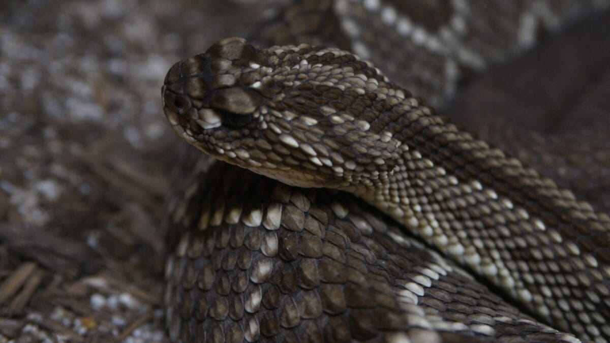 30 Rattlesnake Species from Around the Globe: Majority in U.S. - ridge nose rattlesnake dp403679438