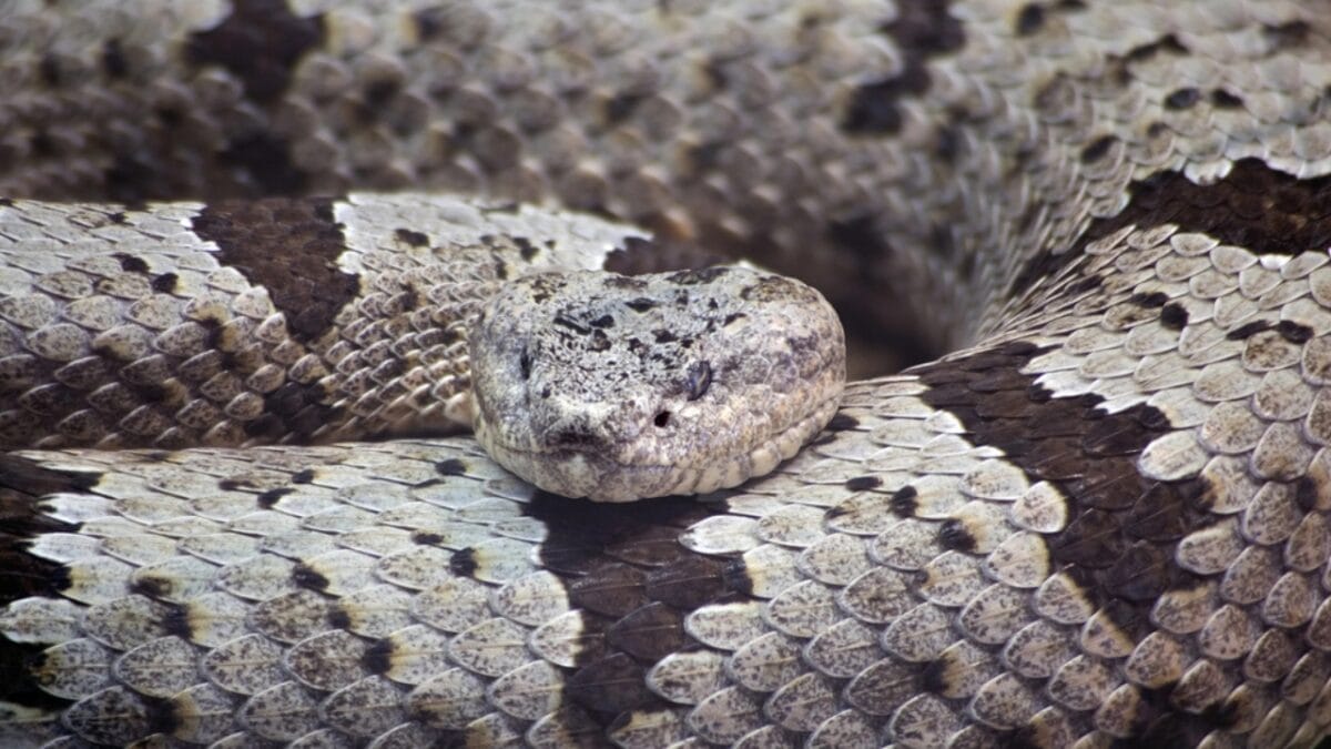 30 Rattlesnake Species from Around the Globe: Majority in U.S. - rock rattlesnake dp24127111
