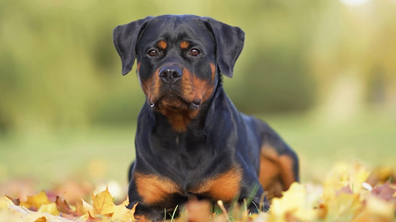 15 Tough Dog Breeds That Prove They Can Handle Anything