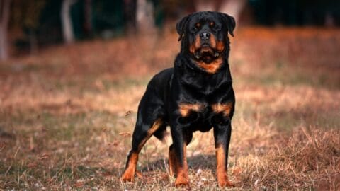 The World's Most Expensive Dog Sold for $1.95 Million