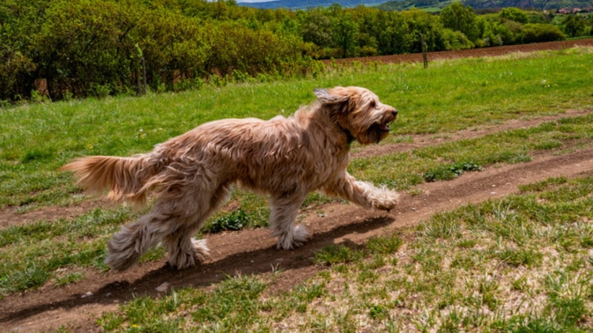 The French Army's Briard Dog: 10 Reasons to Love This Shaggy Herding Companion - running briard dog ss1847203174