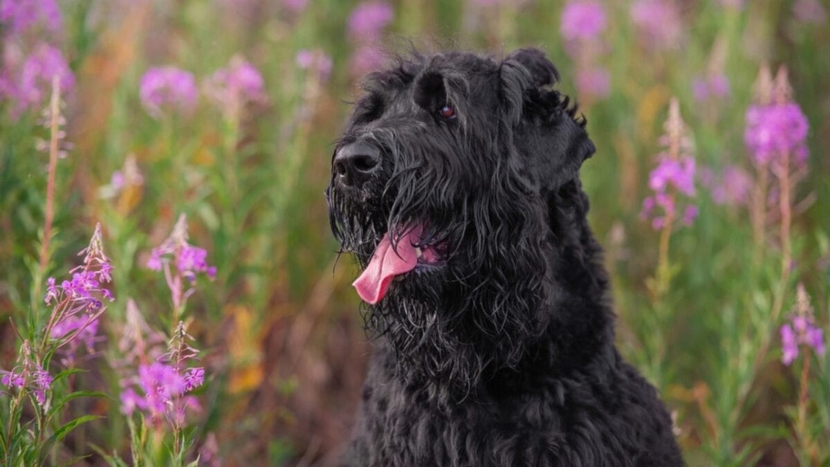 From Soviet Guards to Family Protectors: Black Russian Terriers - russian dog flowers tongue ss2287359333