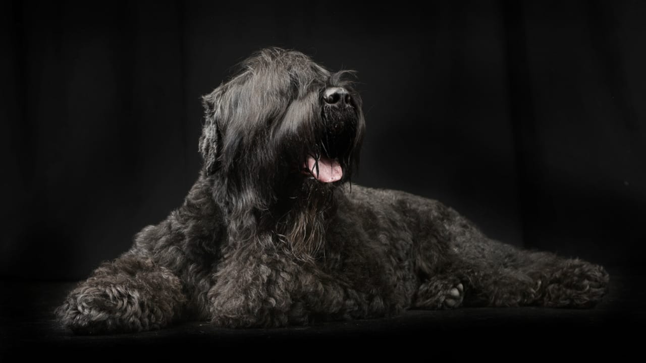 From Soviet Guards to Family Protectors: Black Russian Terriers - russian dog in black ss532834582
